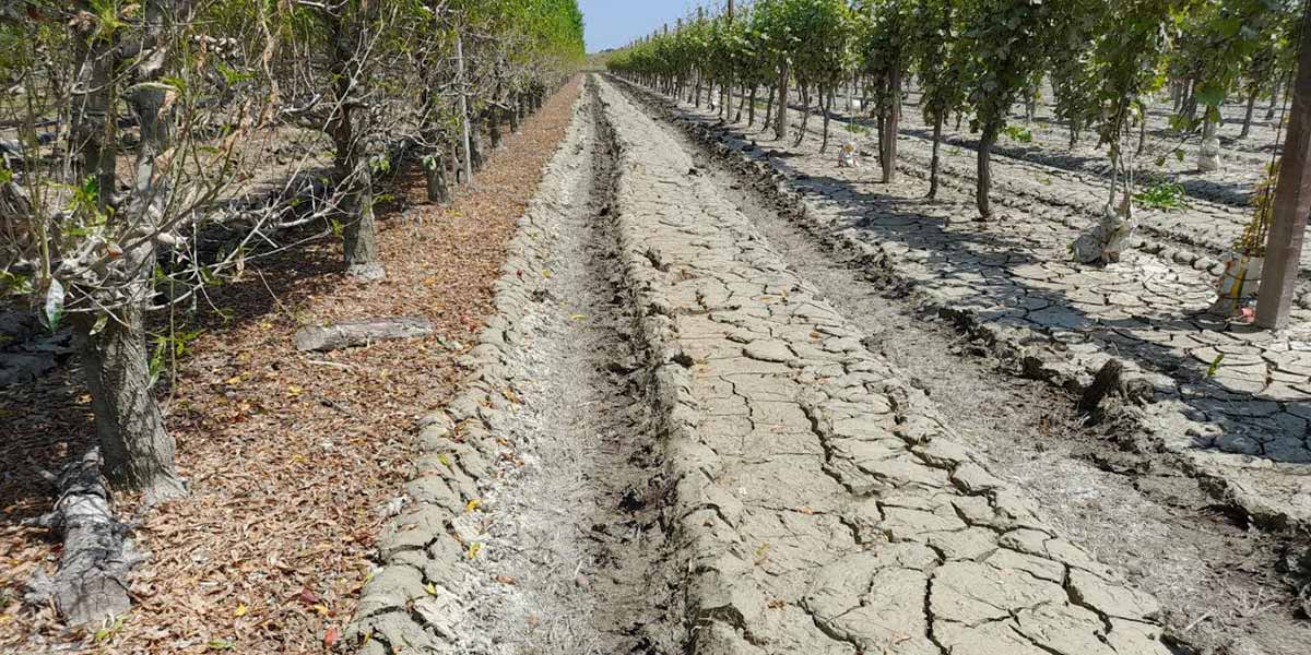 Come stanno i terreni agricoli dell’Emilia-Romagna dopo l'alluvione?